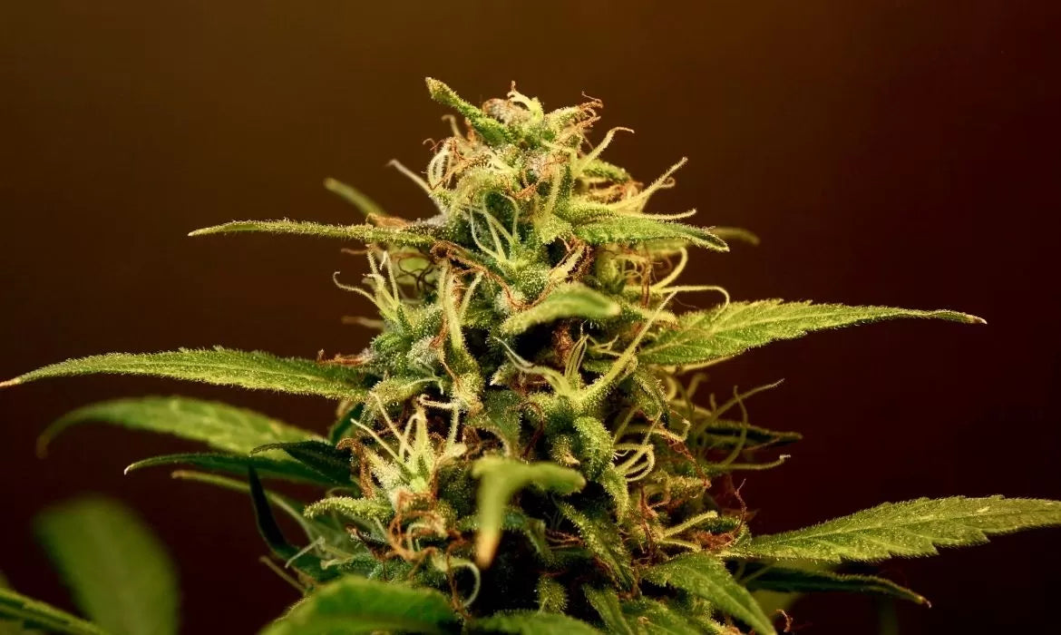 Best lemon weed strains