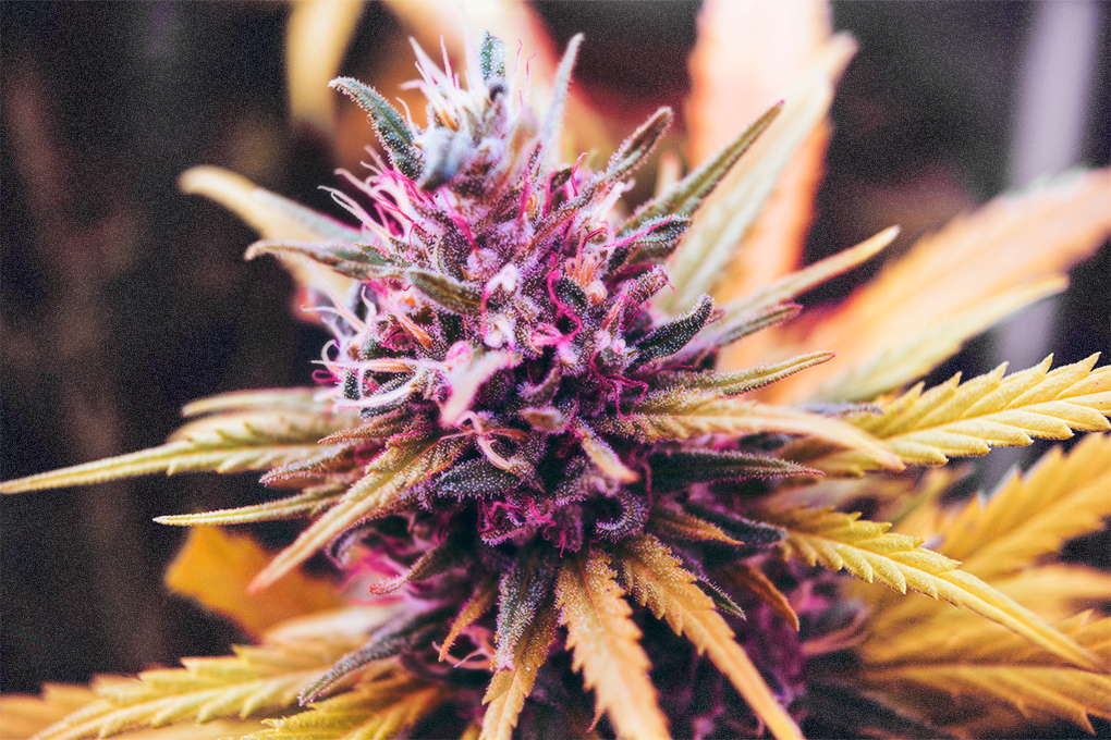 A pink marijuana plant with a yellow leaf, set against a blurred background