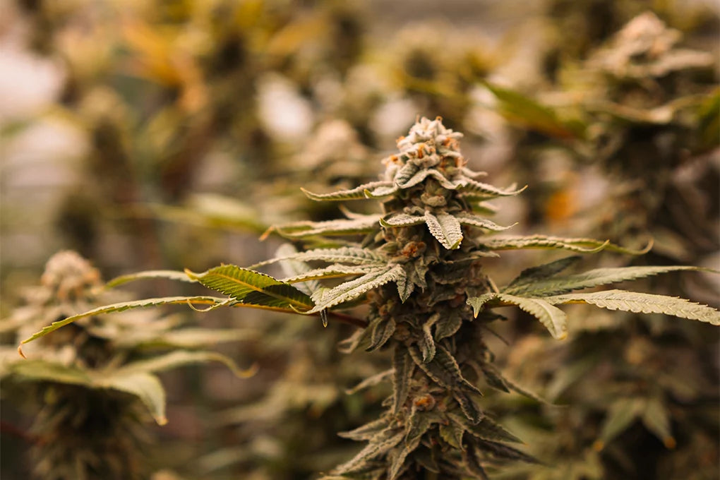 Does Weed Get Stale
