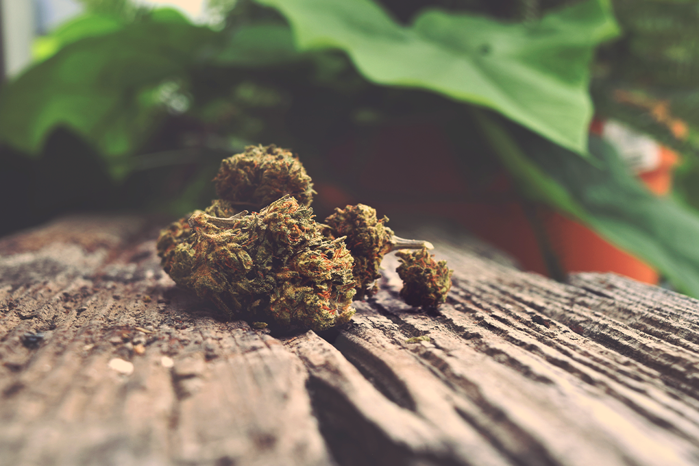 THCA cannabis flower resting on a wooden surface with leaves in the background