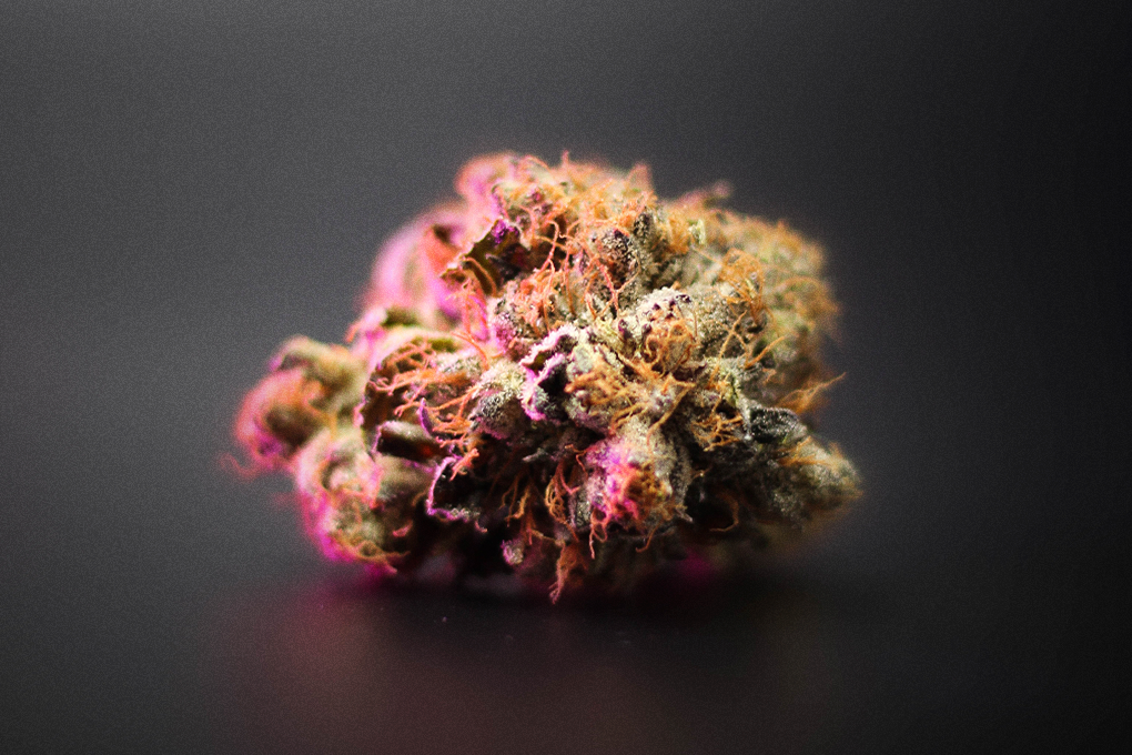 Vibrant cannabis weed and its mirrored reflection on sleek black surface
