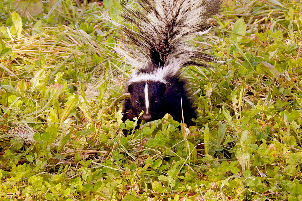 Why Does Weed Smell Like Skunks?