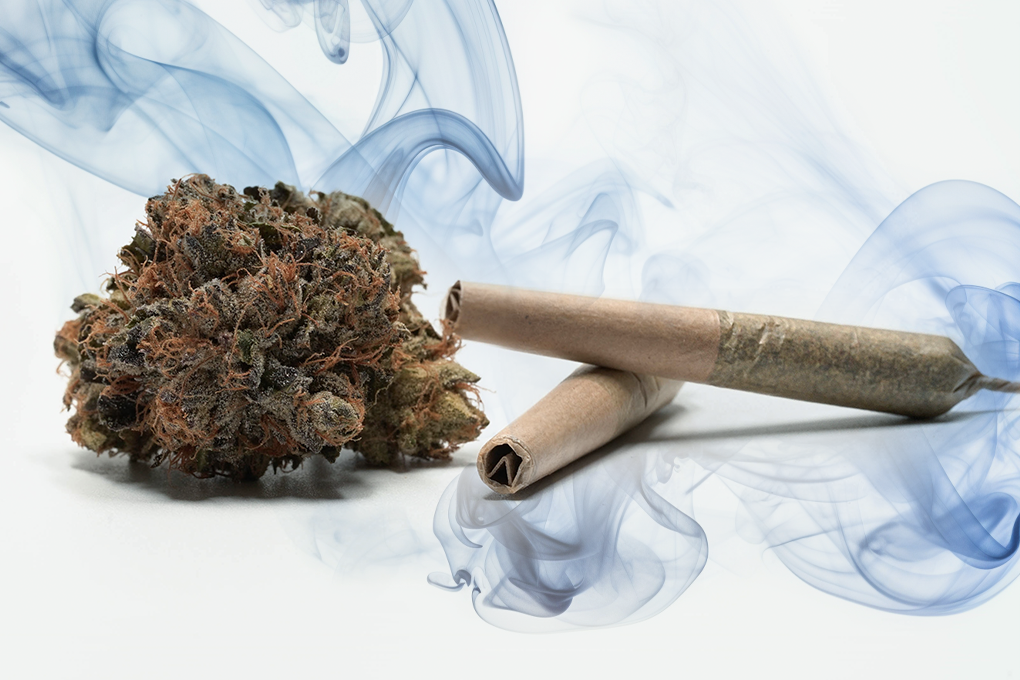 A cannabis flower, accompanied with two cannabis joints, placed on a white surface