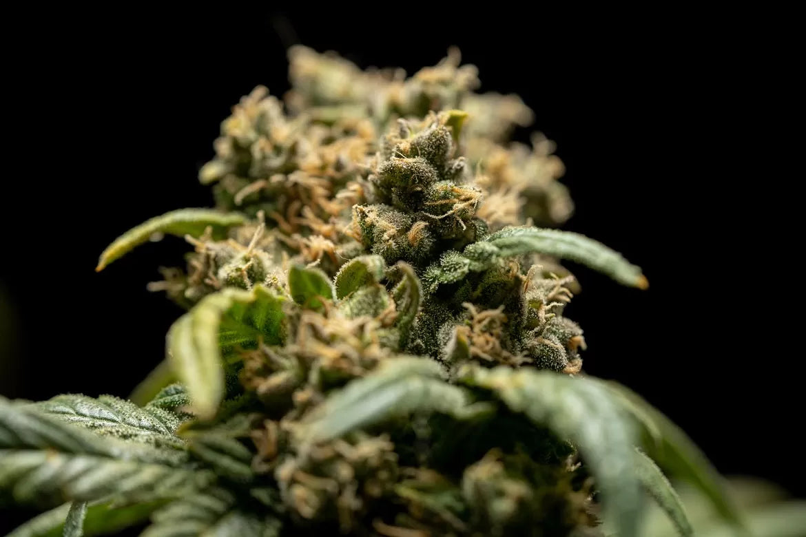 Acid Rock hemp strain