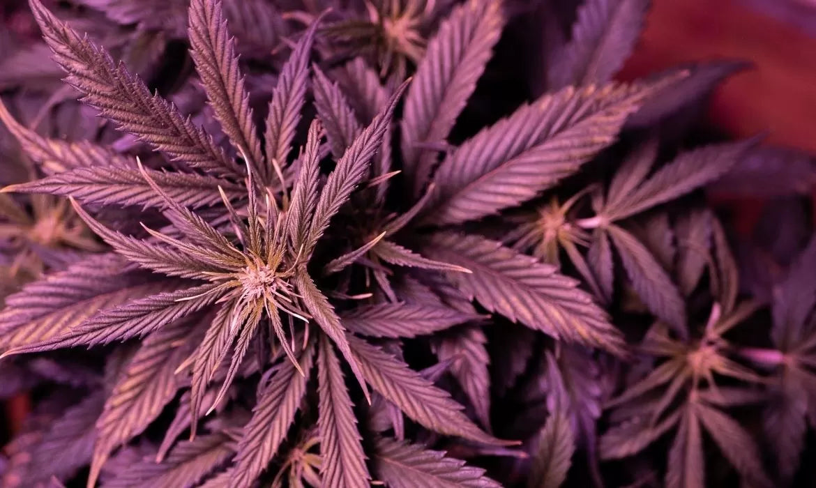 Amnesia Trance strain