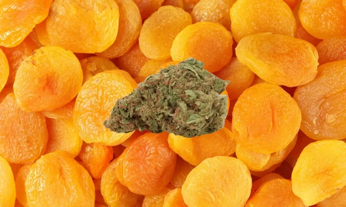 Apricot Kush strain