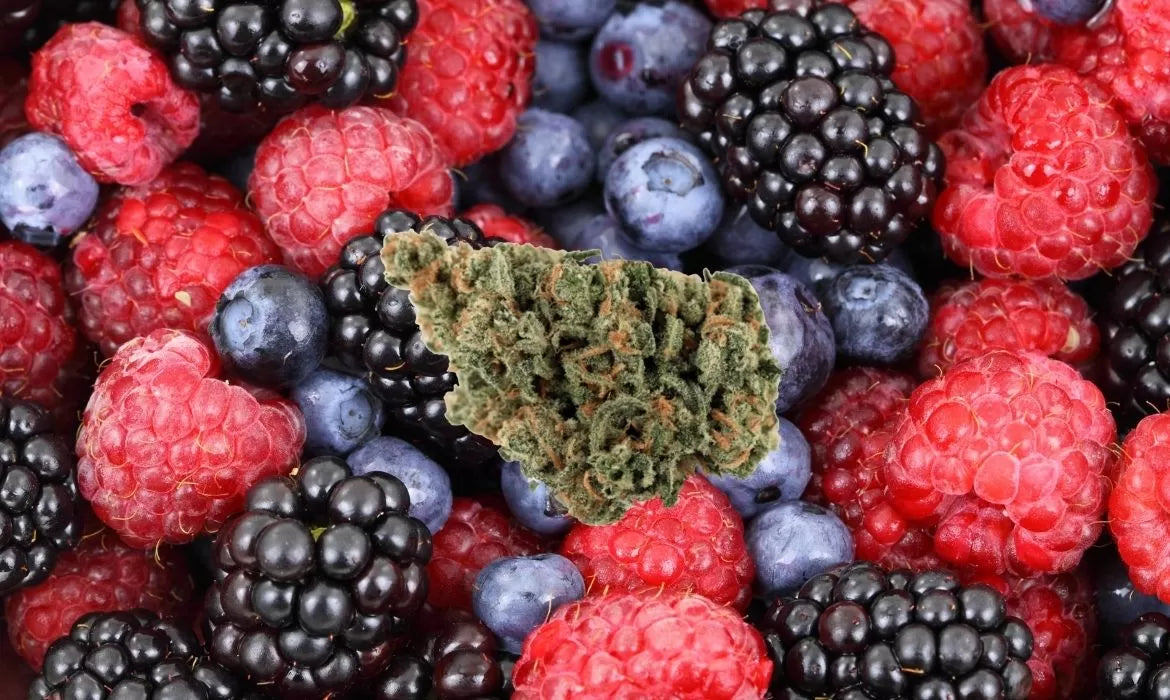 Berry Blossom hemp strain