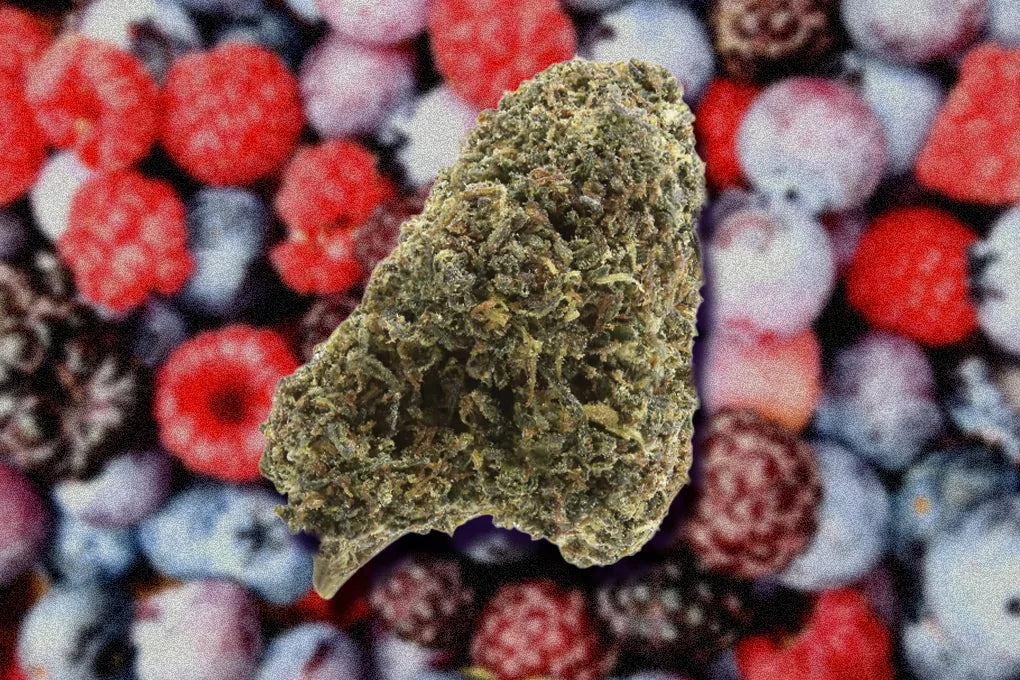 A bud of Berry Runtz Strain floats above a blurred backdrop of raspberries, blueberries and other assorted berries.