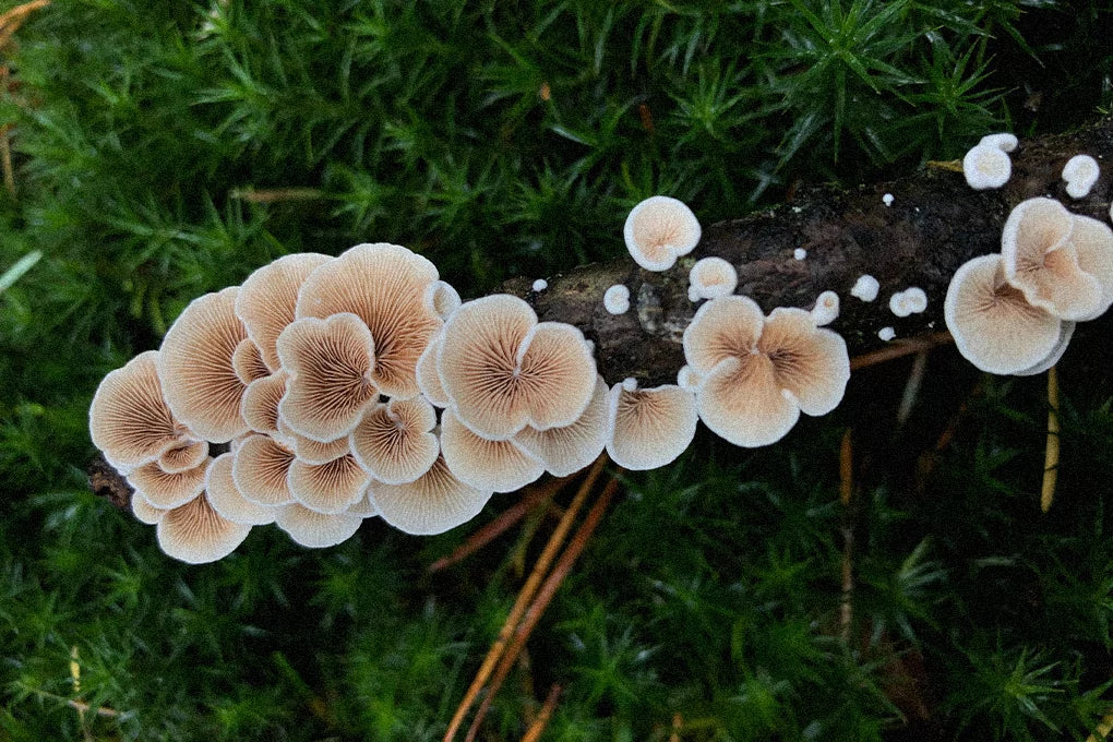 A close up shot of apoptogenic mushrooms growing on a branch.