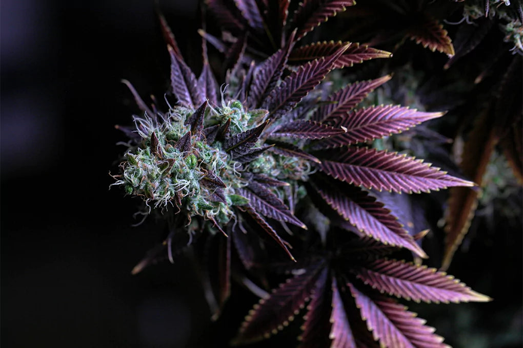 Blue Berry weed strains on a Blue Berry strain plant with a dark background