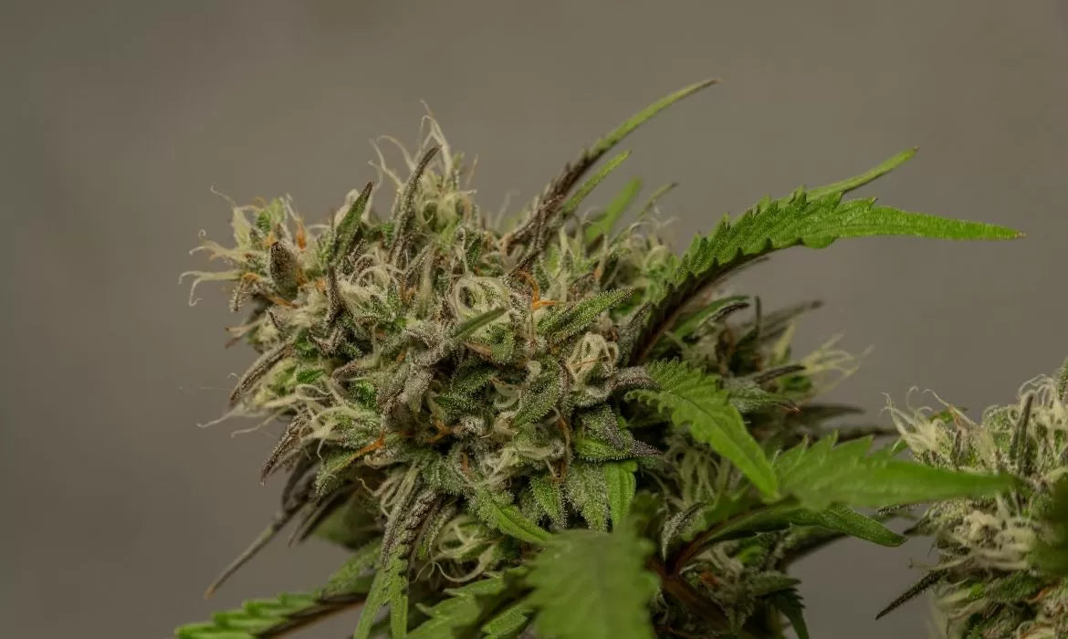 Close-up of a Bubba Kush flower, one of the best Bubba strains.