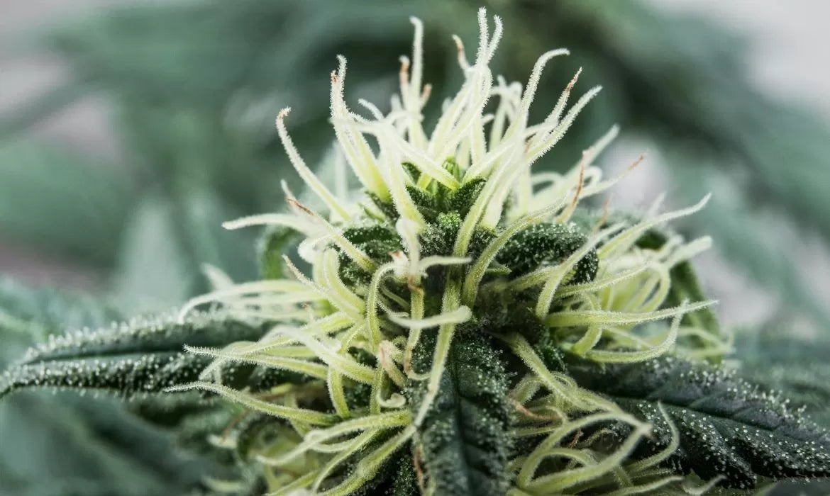 Cannabis strain high in CBN