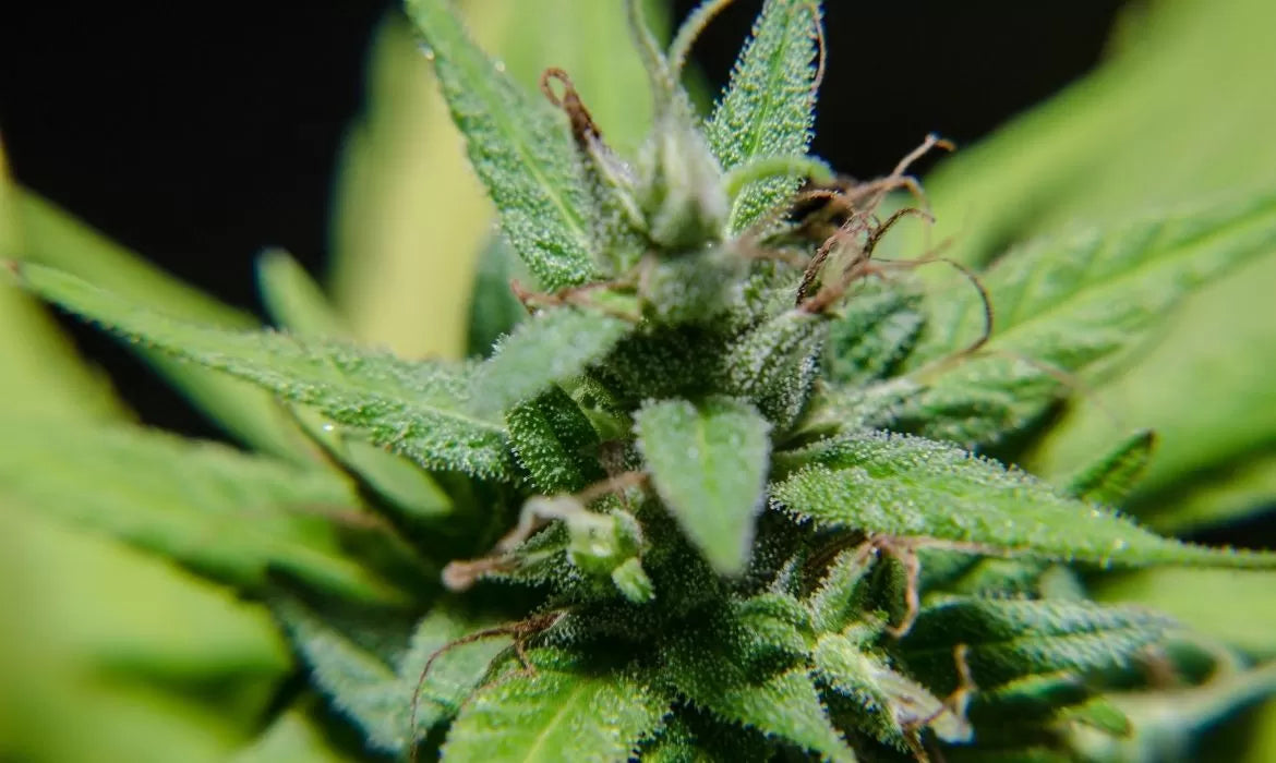 One of the best cherry strains