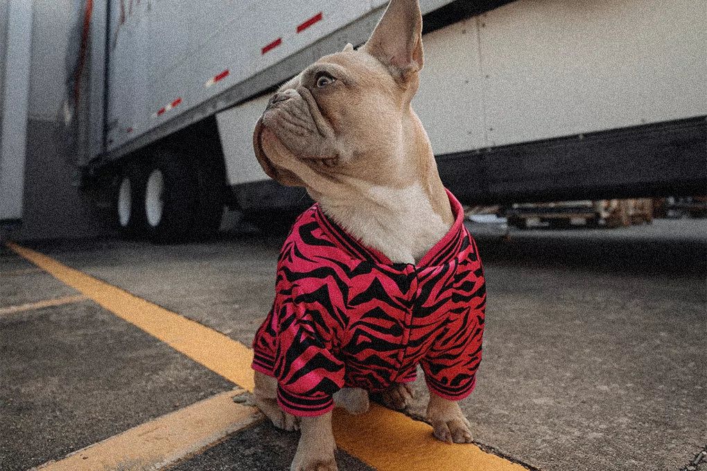 A close up of a dog wearing a pink and black tiger print sweater.