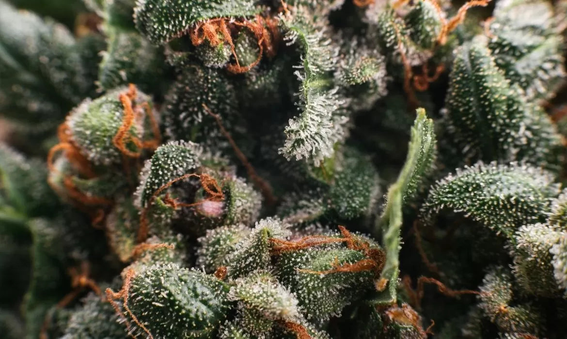 Best diesel weed strain