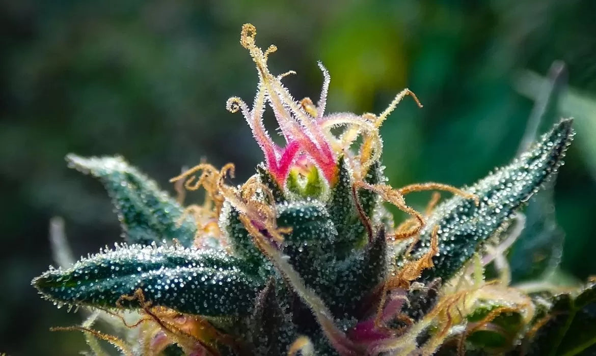 A glowing Gleaux strain