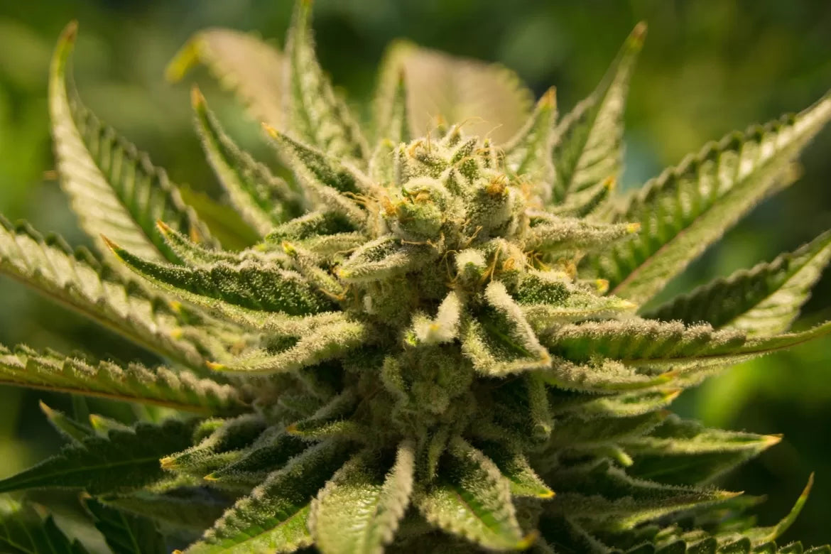 A beautiful hemp flower dripping in trichomes glints under yellow light