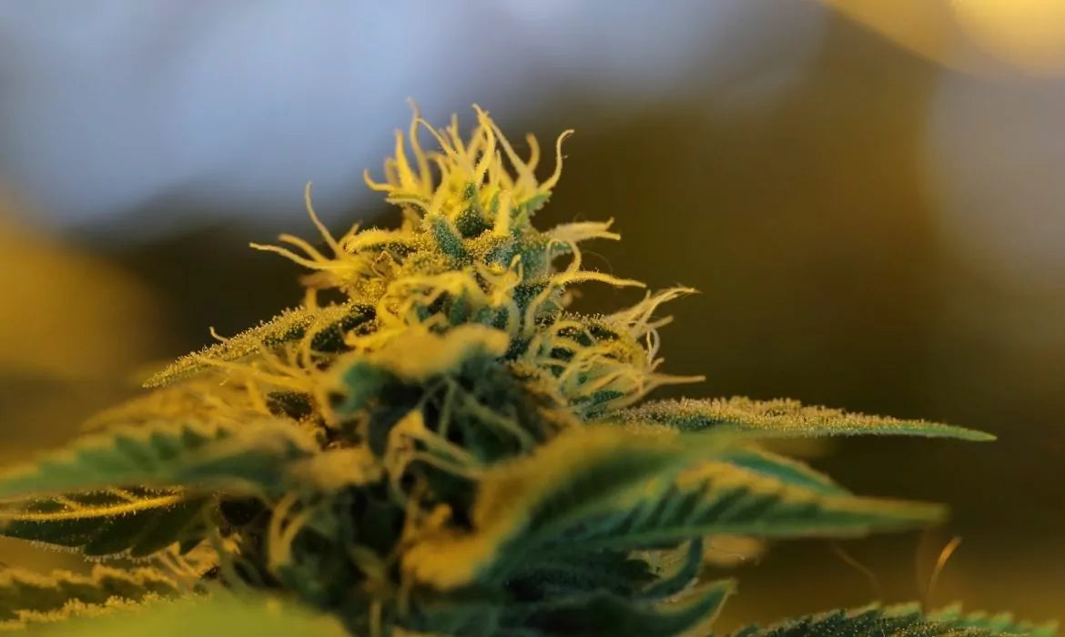 One of the best live resin strains