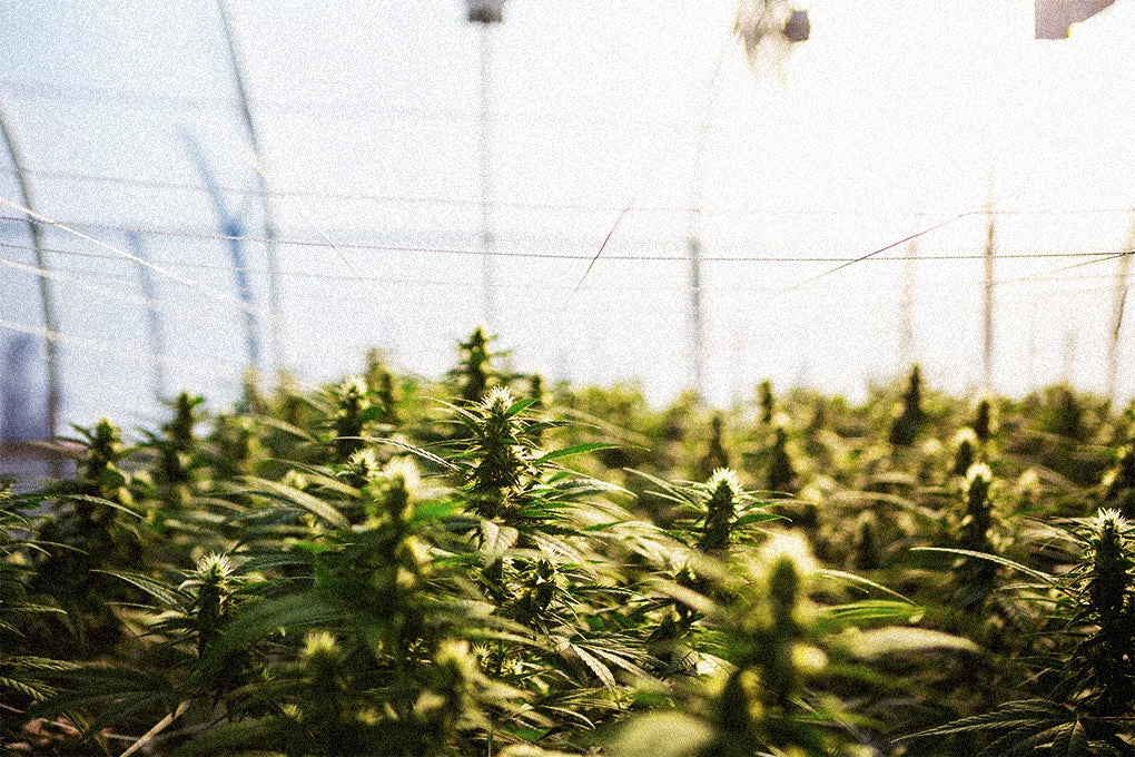 A view of an indoor grow set up, filled with several OG strain cannabis plants.