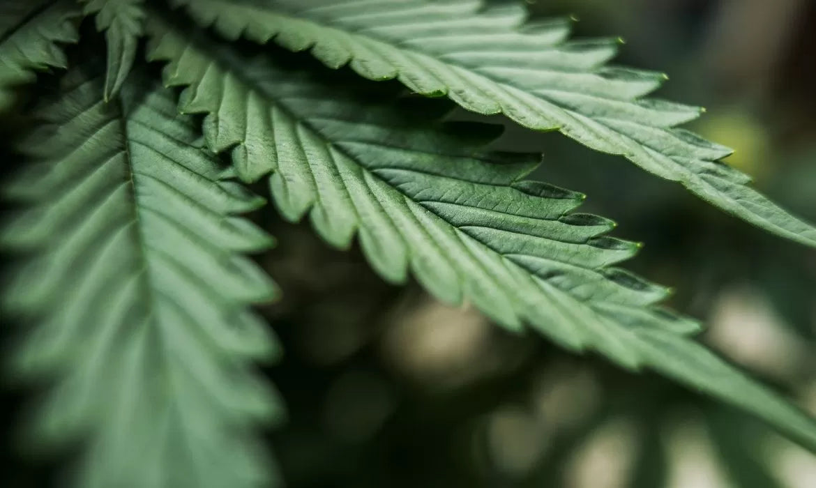 Close up to one of the best Pineapple strains