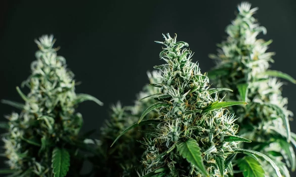 Three of the best sour strains