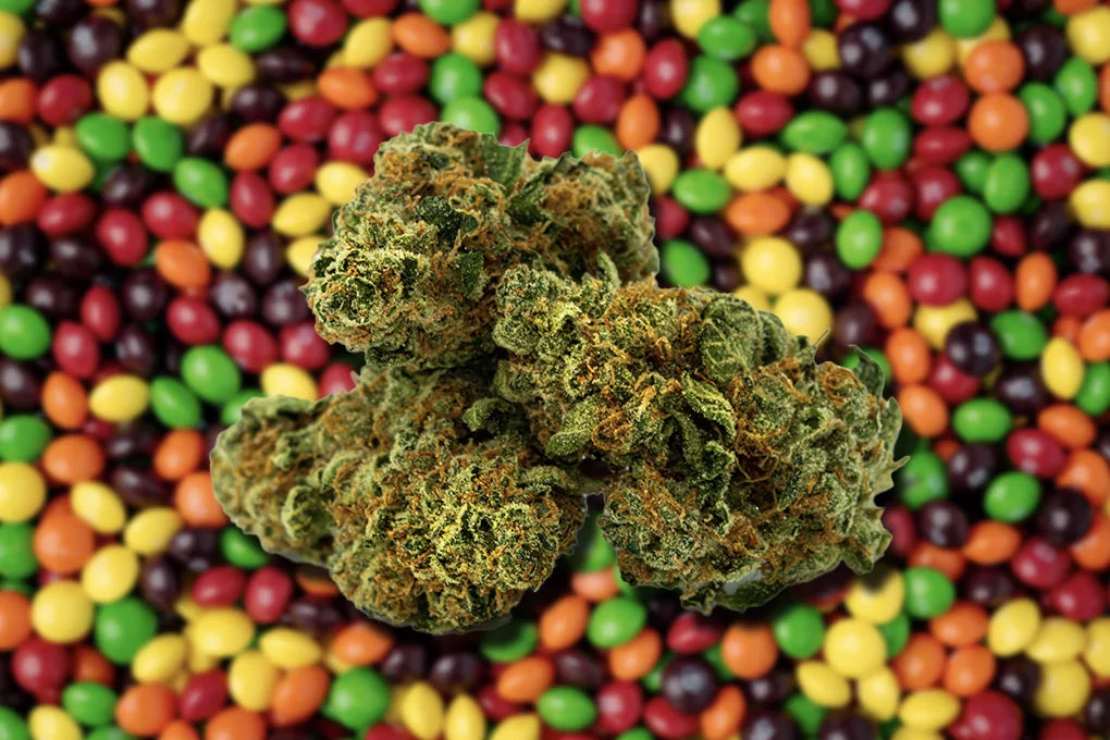 Three buds of Zkittlez strain cannabis sit against a backdrop full of skittles candies.