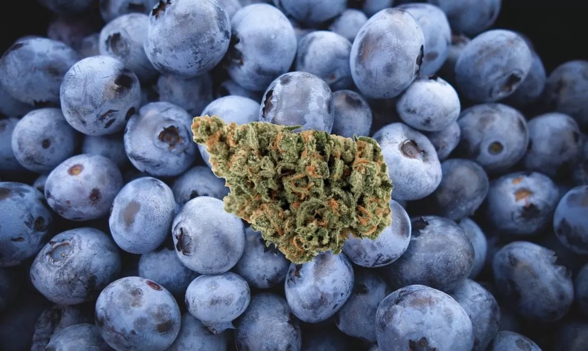Blueberry Cobbler Strain