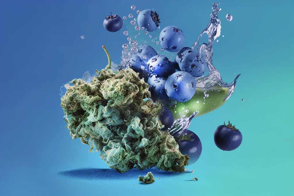 An A I generated image of a cannabis bud colliding with blueberries against a blue background.