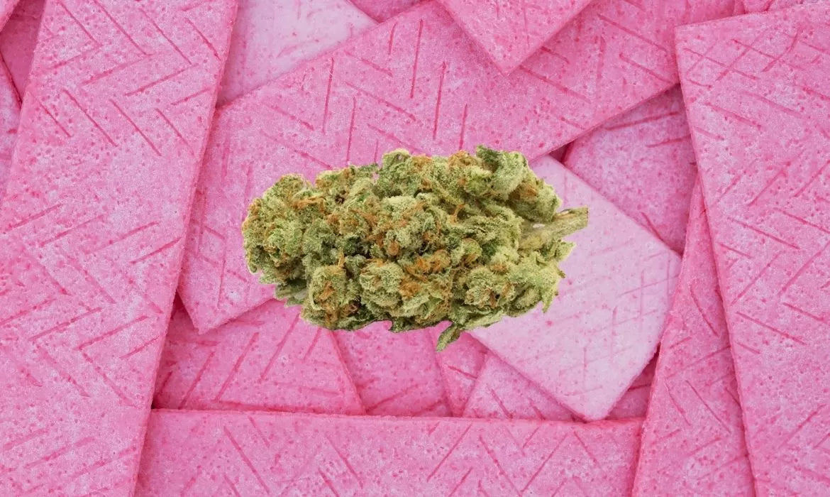 Bubble Gum hemp flower
