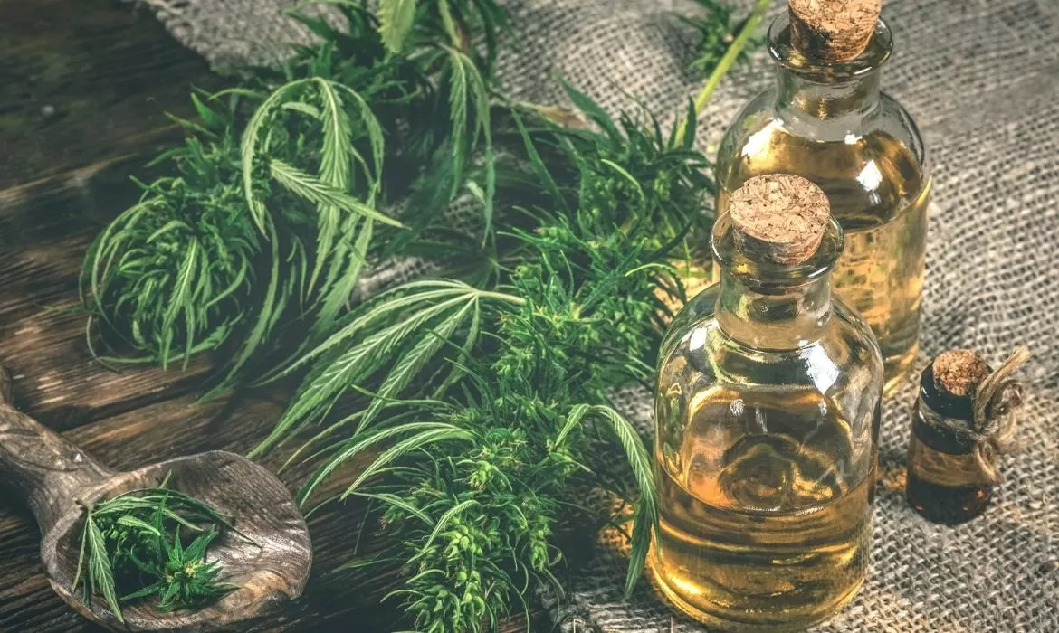 CBD olive oil