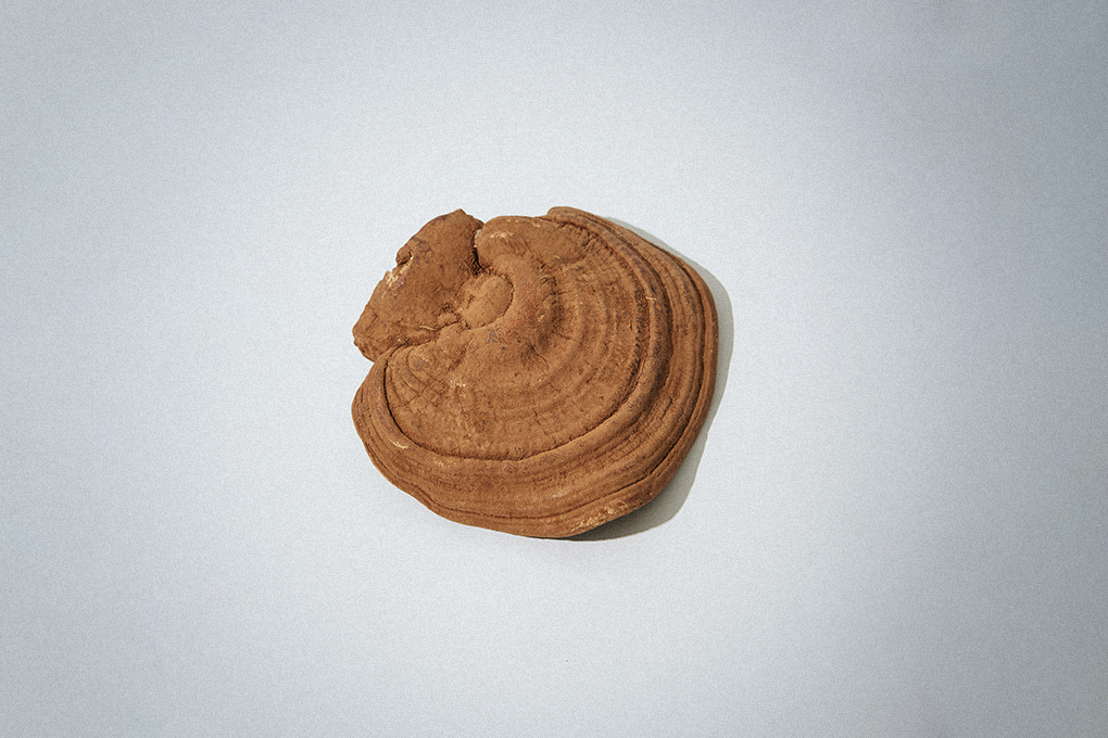 A brown reishi mushroom sits against a white backdrop.