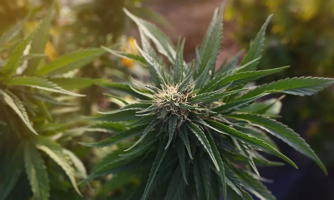 CBD vs. Delta 8