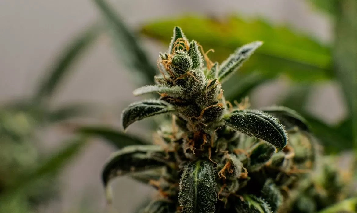 Close up to a CBDV strain
