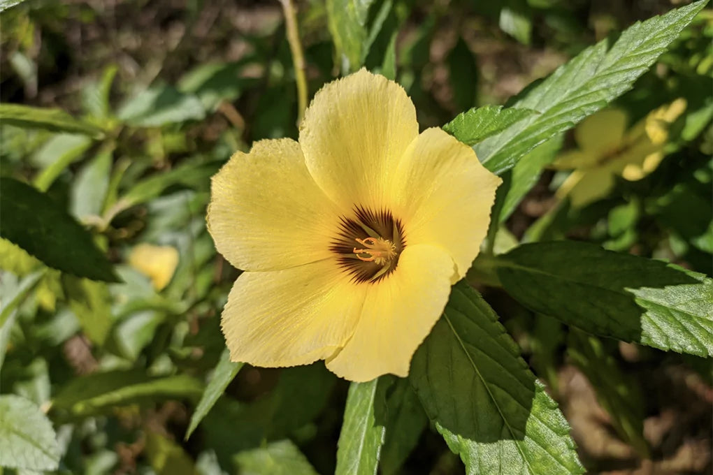 A close up shot of a yellow Damiana flower.
