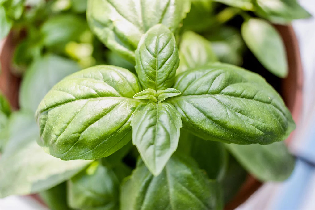 The upside of a basil plant in a pot