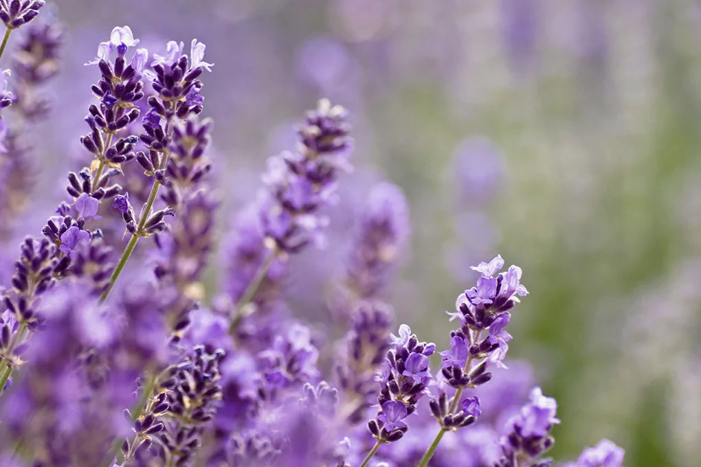 Lavender flowers are seen in the forefront swaying against a blurry backdrop of a lavender field.