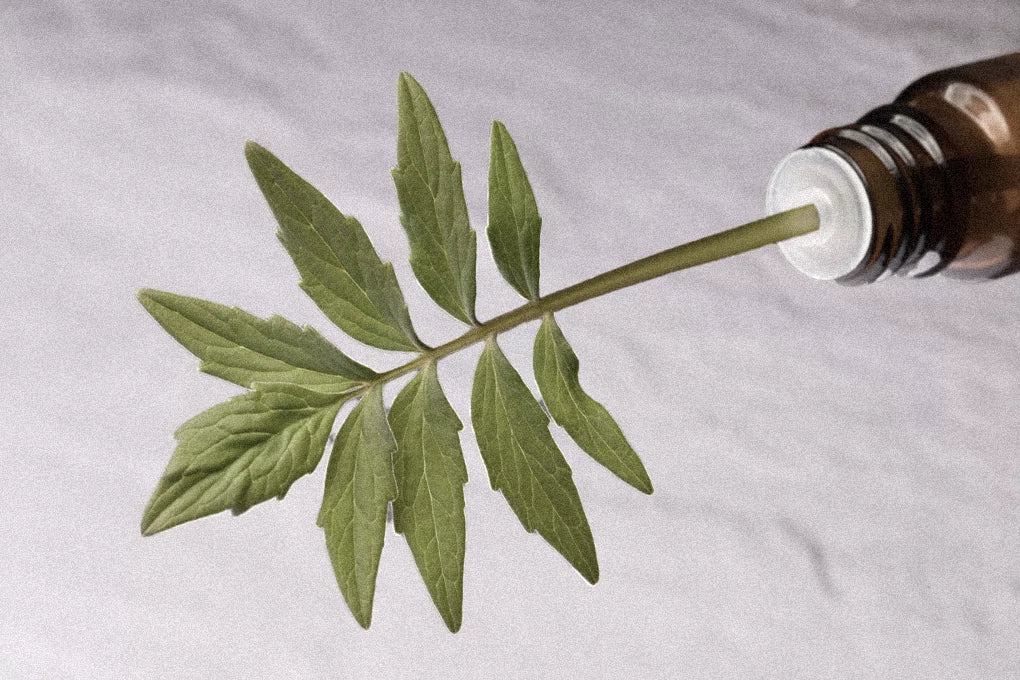 A sprout of valerian sticks out of a CBD tincture bottle against a white background.