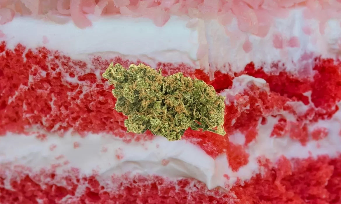 Candy Cake Strain Review: What You Should Know