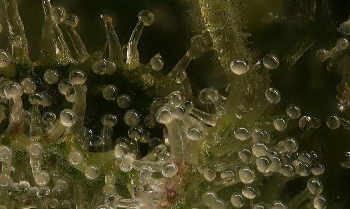Trichomes full of flavonoid luteolin