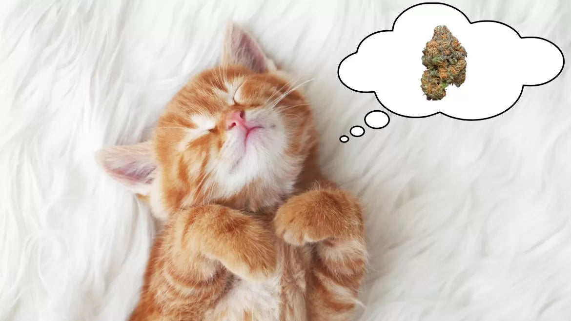 A cute orange kitten dreams of a hemp nug