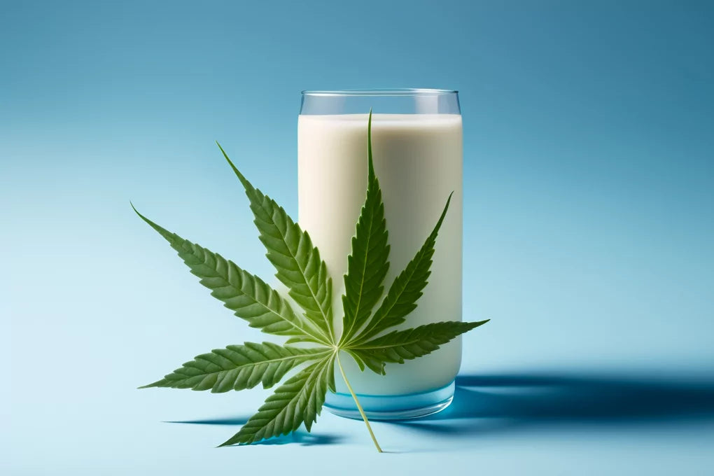 A glass of milk with a cannabis leaf standing in front of it on a sky-blue surface