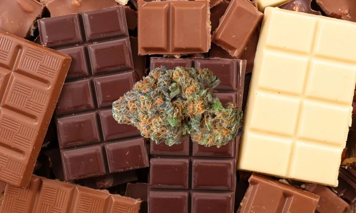 Champion City Chocolate Strain