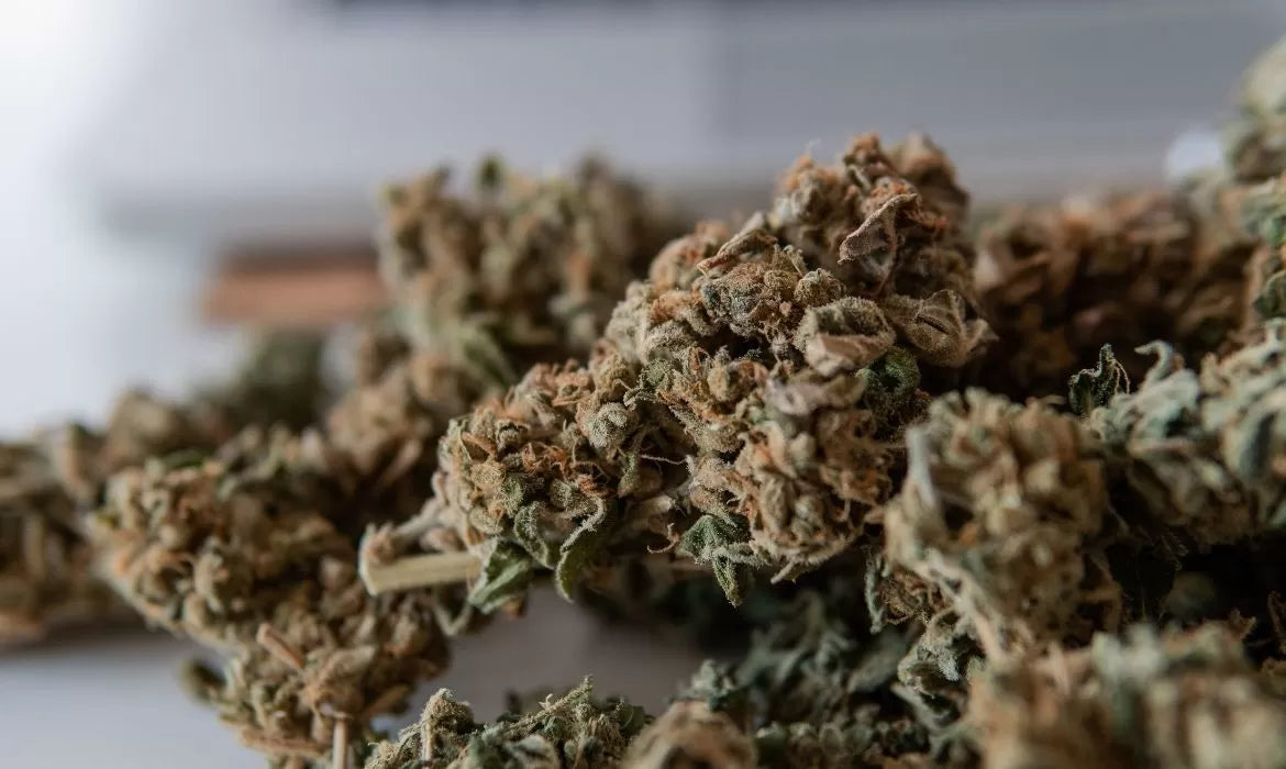 Charlotte Sauce hemp bud