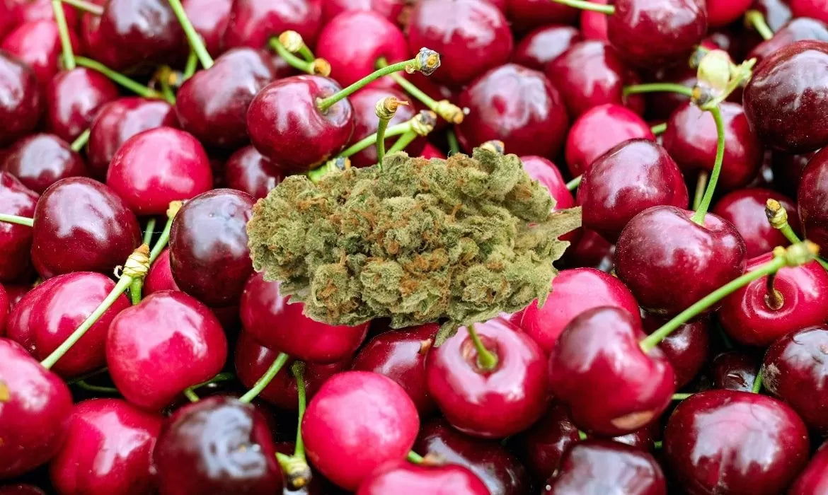 Cherry Abacus hemp strain