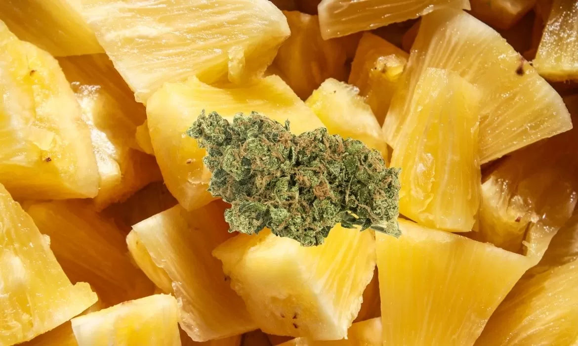 Cherry Pineapple strain bud