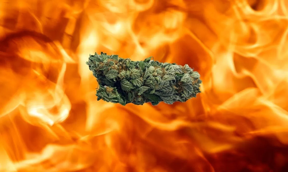 Citrus Fire hemp strain