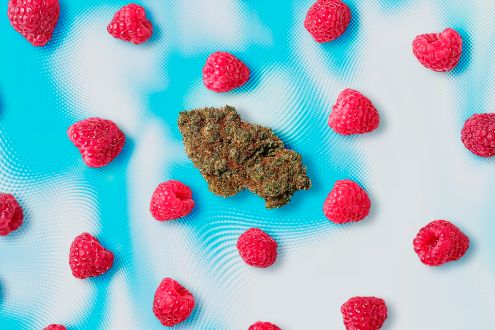 Some strawberries and a piece of cannabis strain placed on a multicolour background
