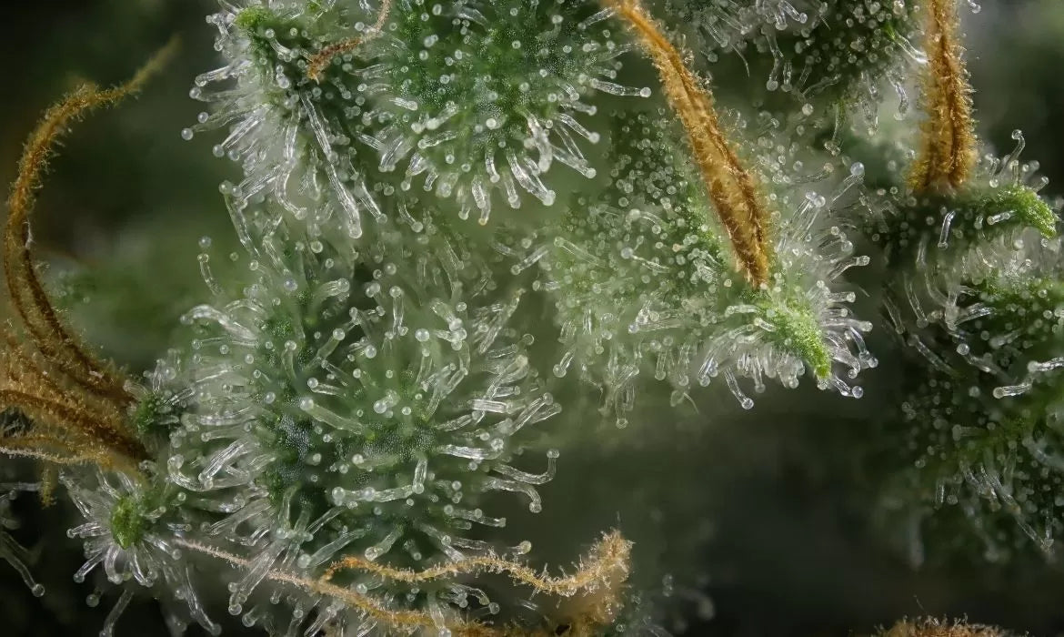 Cannabis bud macro of trichomes full of terpenes