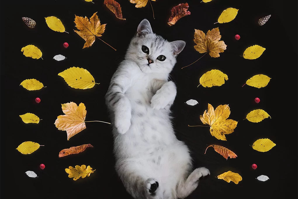 A white kitten is lying among leaves against a black background.