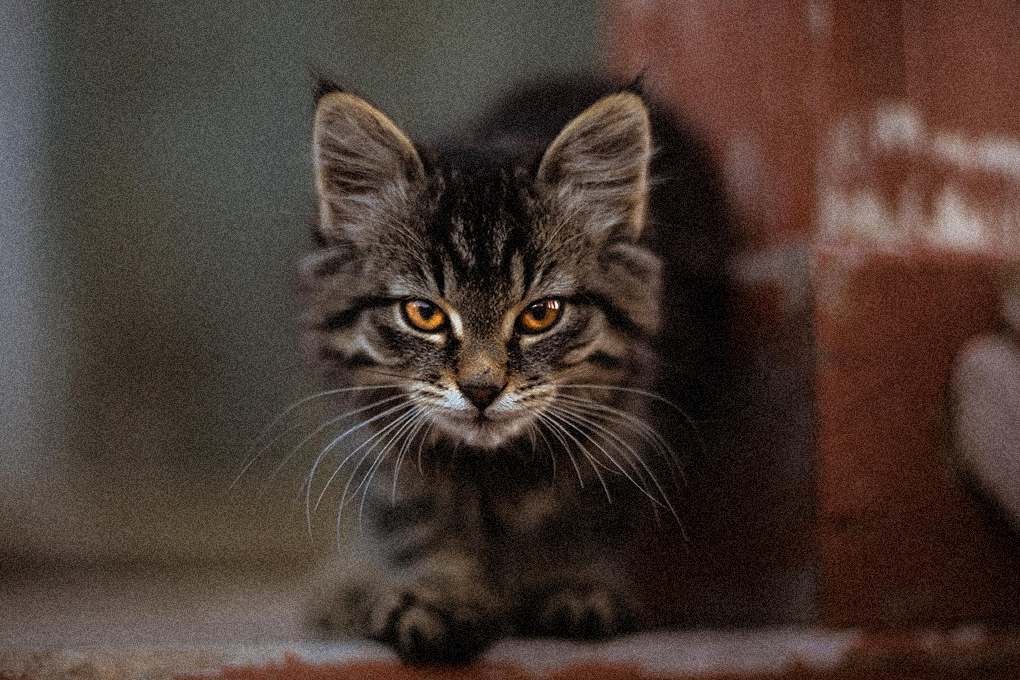 A tiger printed cat seated on the floor with an intense expression, appearing agitated or angry